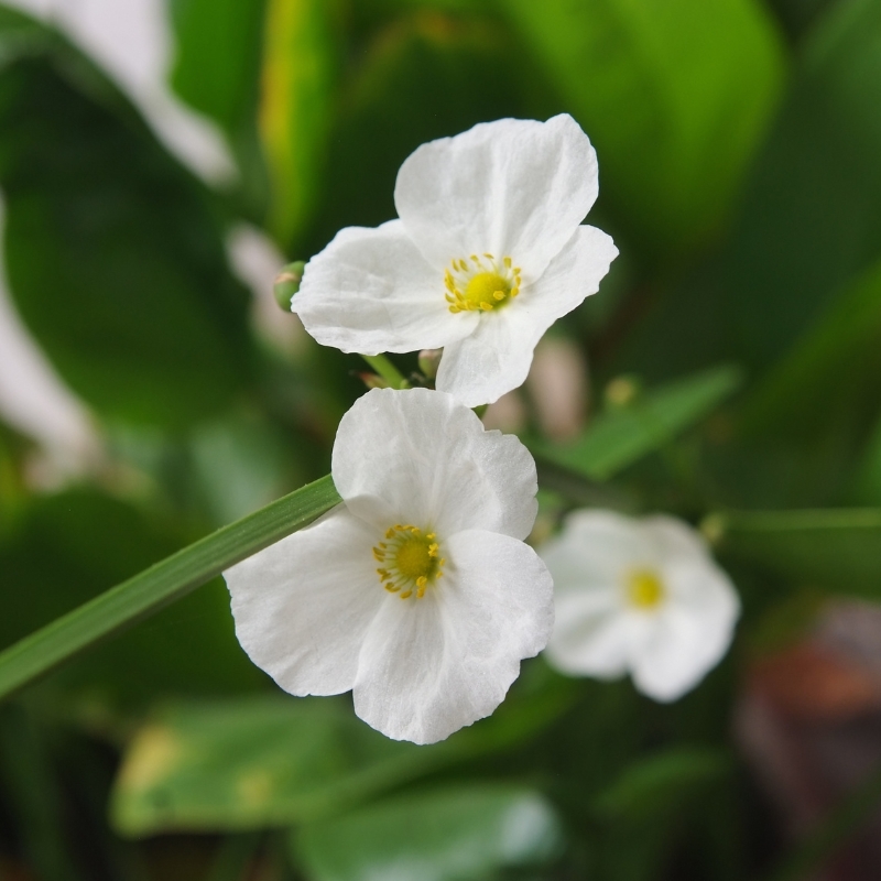 Cây bách thủy tiên tạo cảm giác thư thái và sự cân đối cho không gian sống