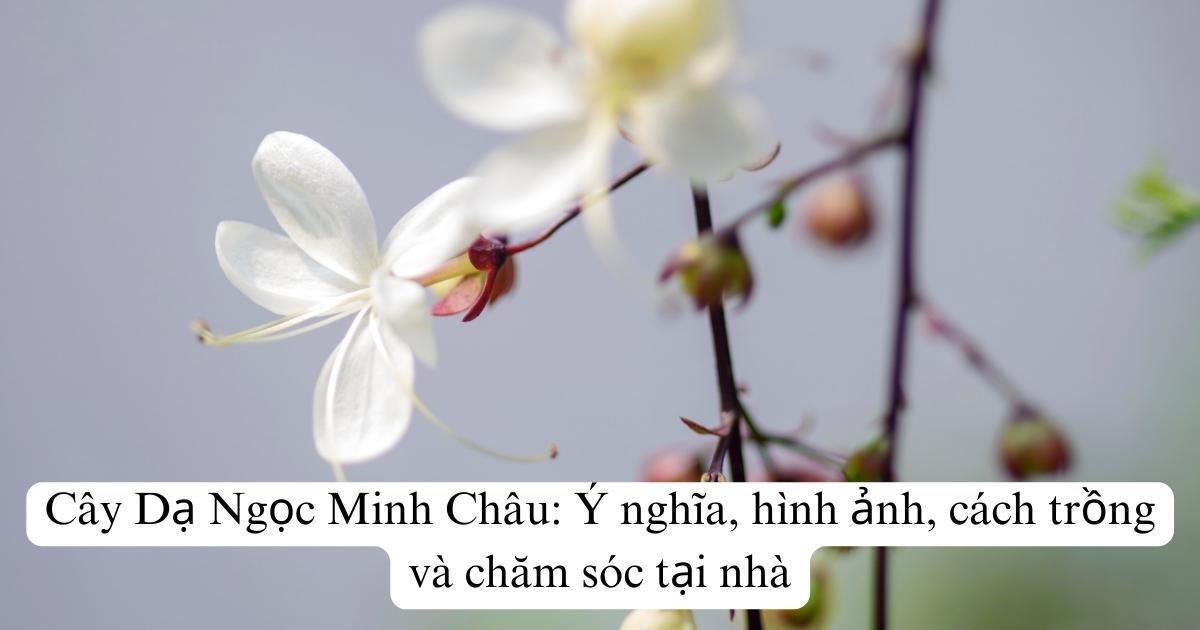 Cây Dạ Ngọc Minh Châu: Ý nghĩa, hình ảnh, cách trồng và chăm sóc tại nhà
