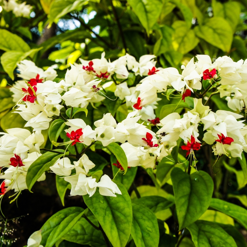 Dạ ngọc minh châu mang đến sự thành công và phát triển