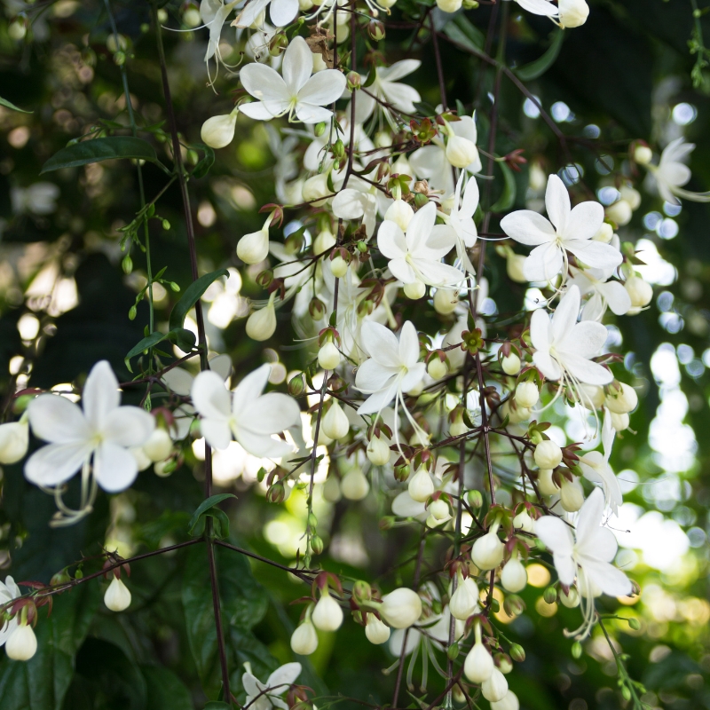 Dạ ngọc minh châu mang lại sự bình an và yên tĩnh cho ngôi nhà