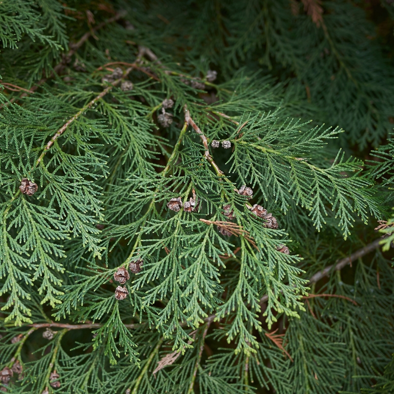 Cây sơn tùng biểu tượng thiên nhiên và có giá trị cảnh quan đặc biệt