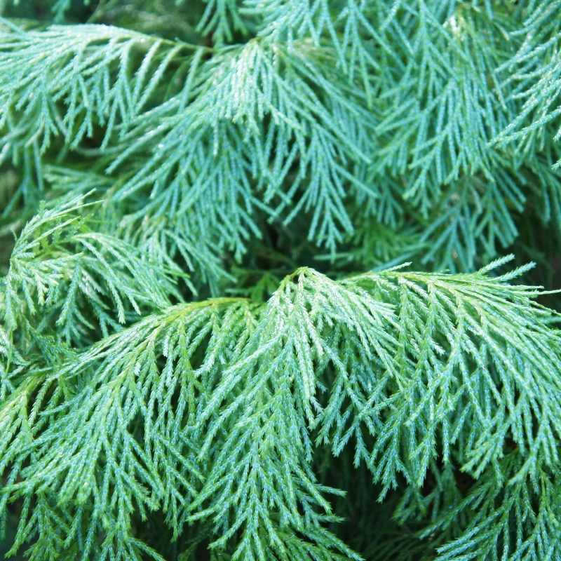 Cây sơn tùng mang đến sự may mắn