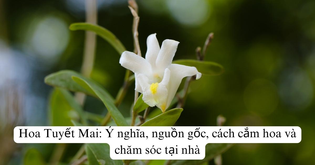 Hoa Tuyết Mai: Ý nghĩa, nguồn gốc, cách cắm hoa và chăm sóc tại nhà