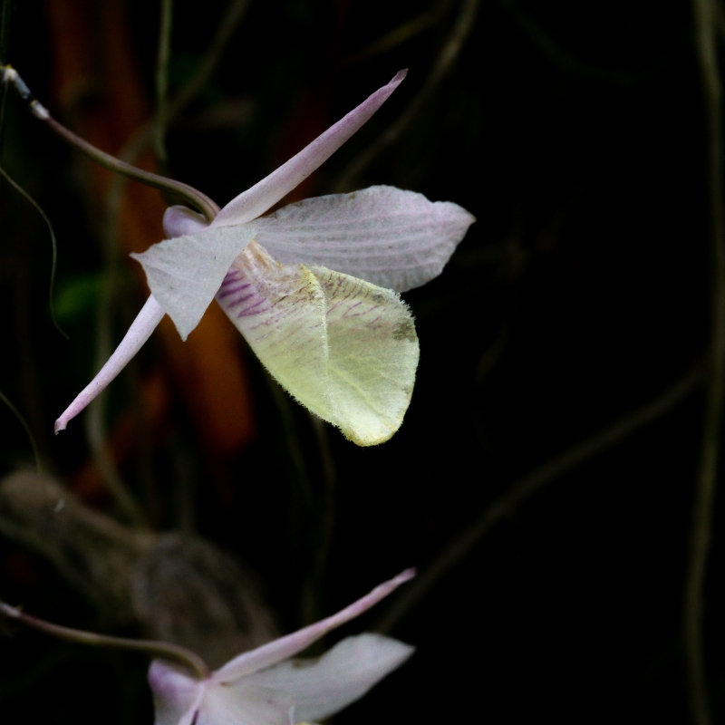 Hoa tuyết mai tạo điểm nhấn cho không gian xanh