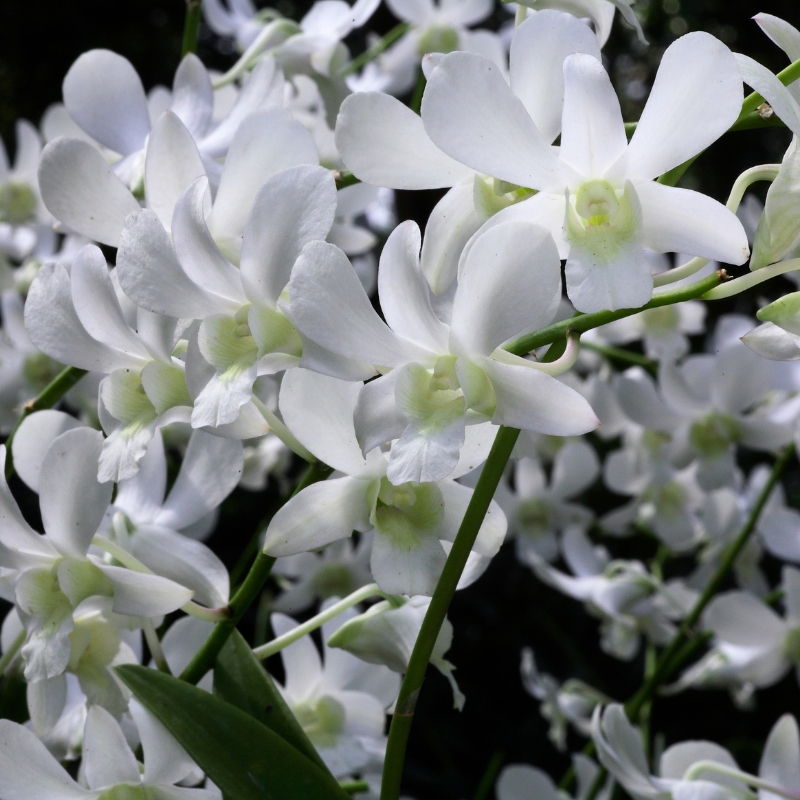 Hoa tuyết mai biểu tượng của vẻ đẹp và tinh tế