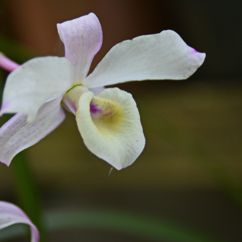 Hoa tuyết mai mang ý nghĩa sâu sắc và đa chiều