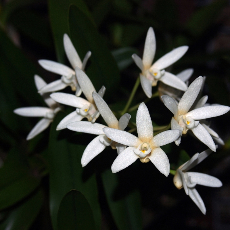 Hoa tuyết mai tạo sự phong phú và hấp dẫn cho không gian sống