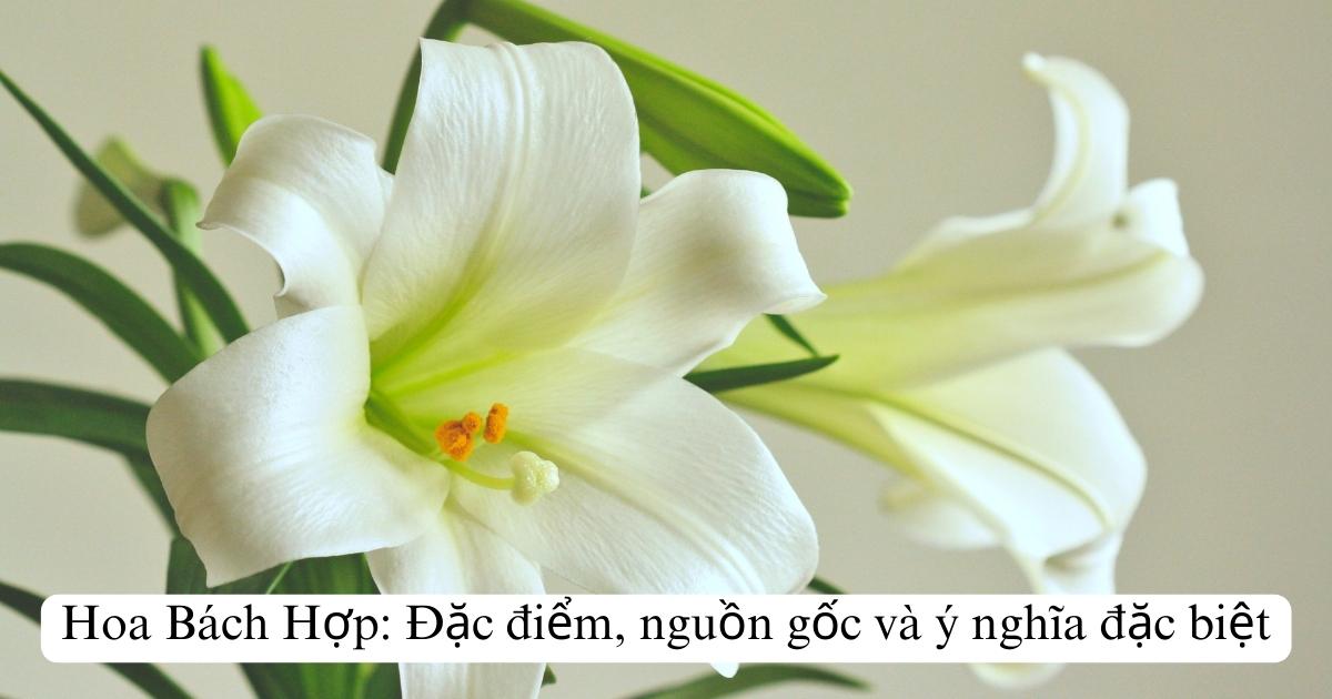 Hoa Bách Hợp: Đặc điểm, nguồn gốc và ý nghĩa đặc biệt