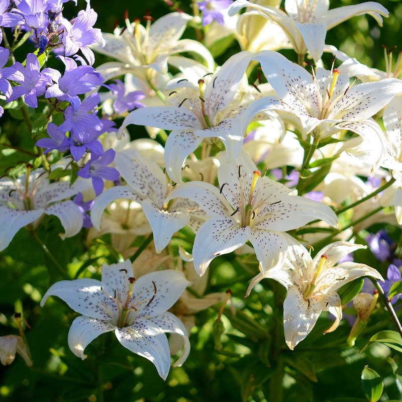 Hoa bách hợp biểu tượng quốc hoa của Nhật Bản