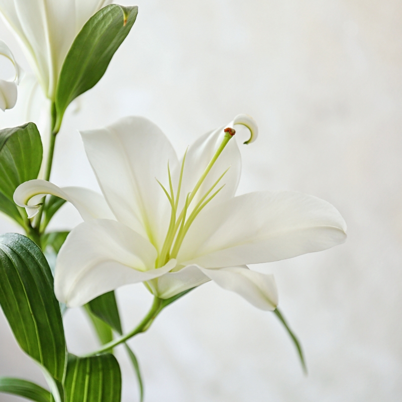 Hoa bách hợp biểu tượng của tình yêu và lòng trắc ẩn