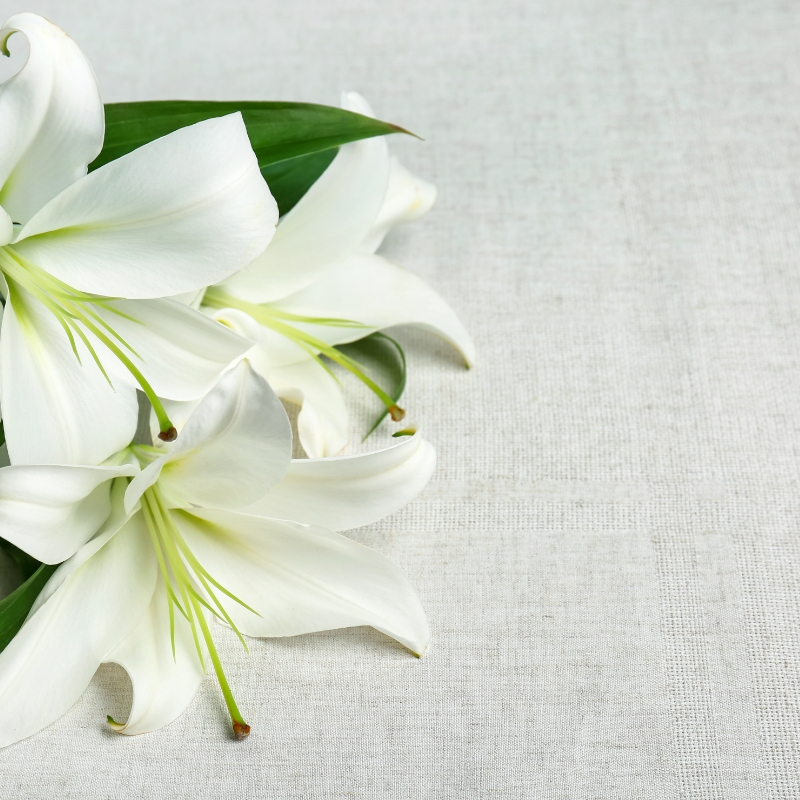 Hoa bách hợp mang trong mình nhiều ý nghĩa tượng trưng phong phú