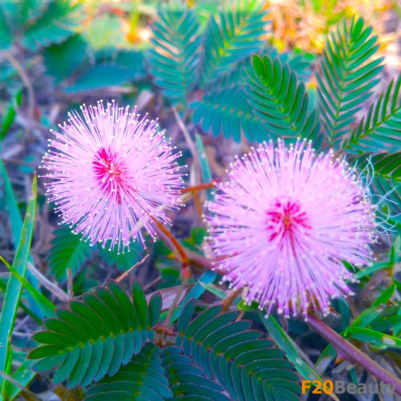 Ý nghĩa đằng sau vẻ đẹp của cây Hoa Trinh Nữ Bonsai