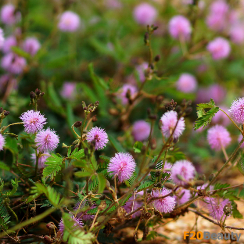 Hình ảnh sinh động của cây Hoa Trinh Nữ Bonsai tại nhà