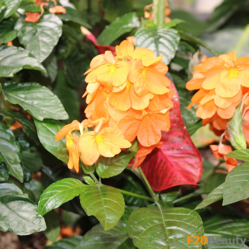 Quá trình phát triển của cây Osaka Đỏ từ hạt giống đến cây trưởng thành