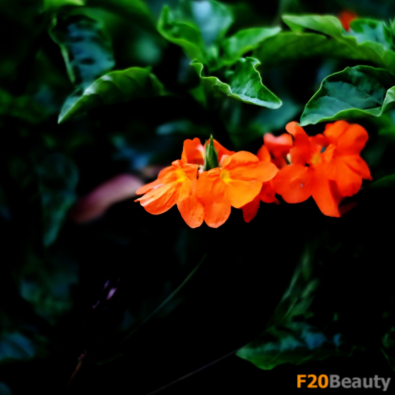 Chiến lược chăm sóc cây Osaka Đỏ: Đảm bảo sức khỏe và sự phát triển của cây