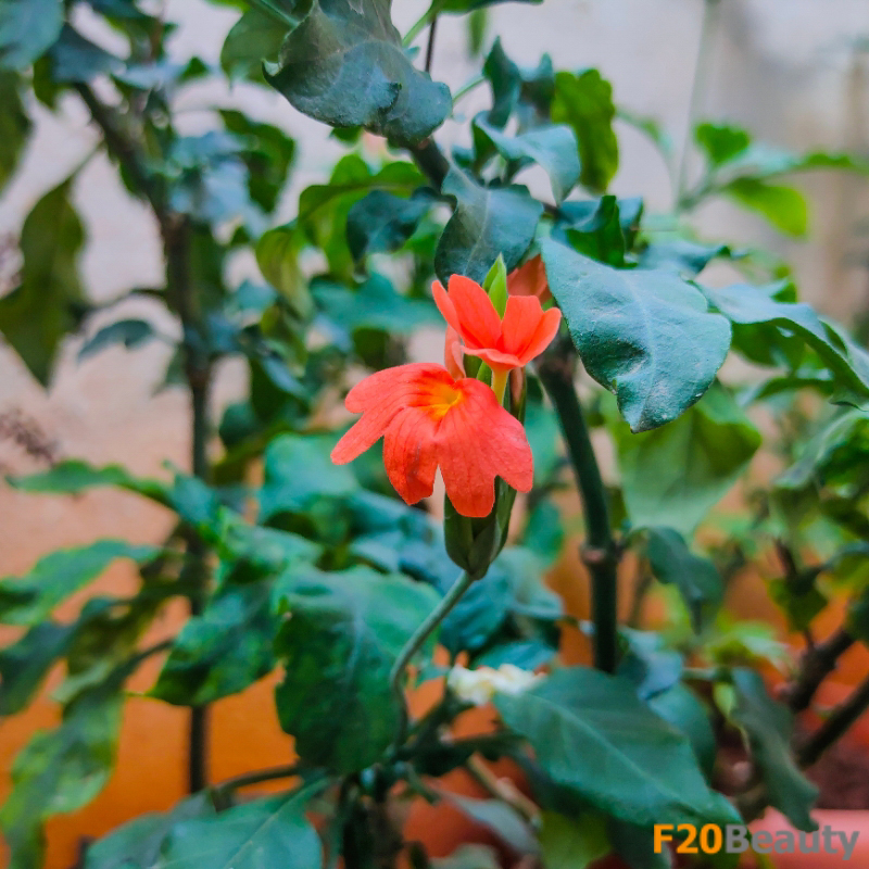 Ý nghĩa thú vị và sâu sắc của cây Osaka Đỏ trong văn hóa