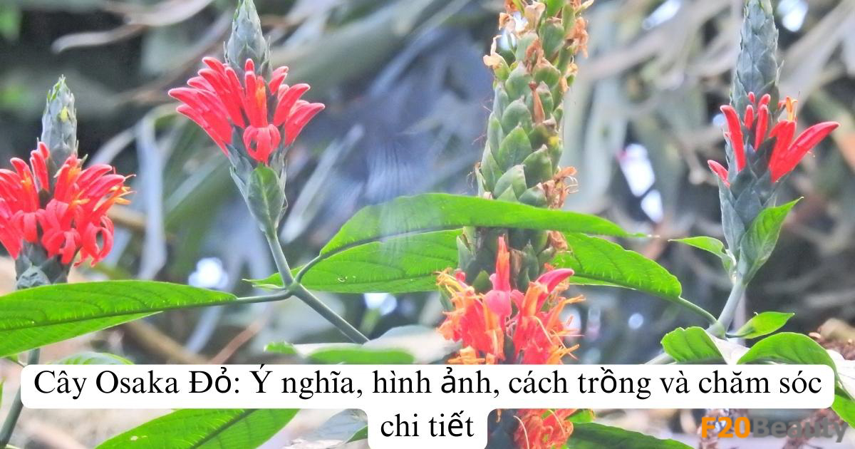 Cây Osaka Đỏ: Ý nghĩa, hình ảnh, cách trồng và chăm sóc chi tiết
