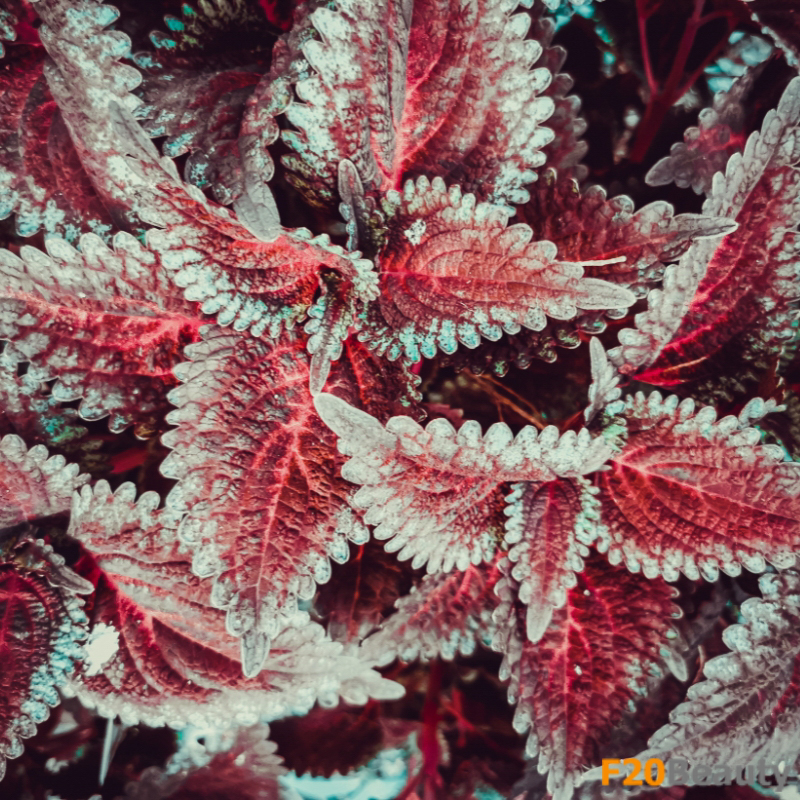 Cây Lá Gấm: Sự kết hợp hoàn hảo của vẻ đẹp và ý nghĩa phong thủy