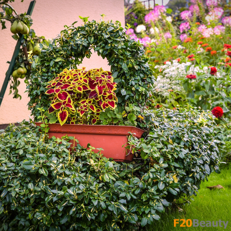 Điểm nhấn văn hóa: Ý nghĩa phong thủy của cây Lá Gấm