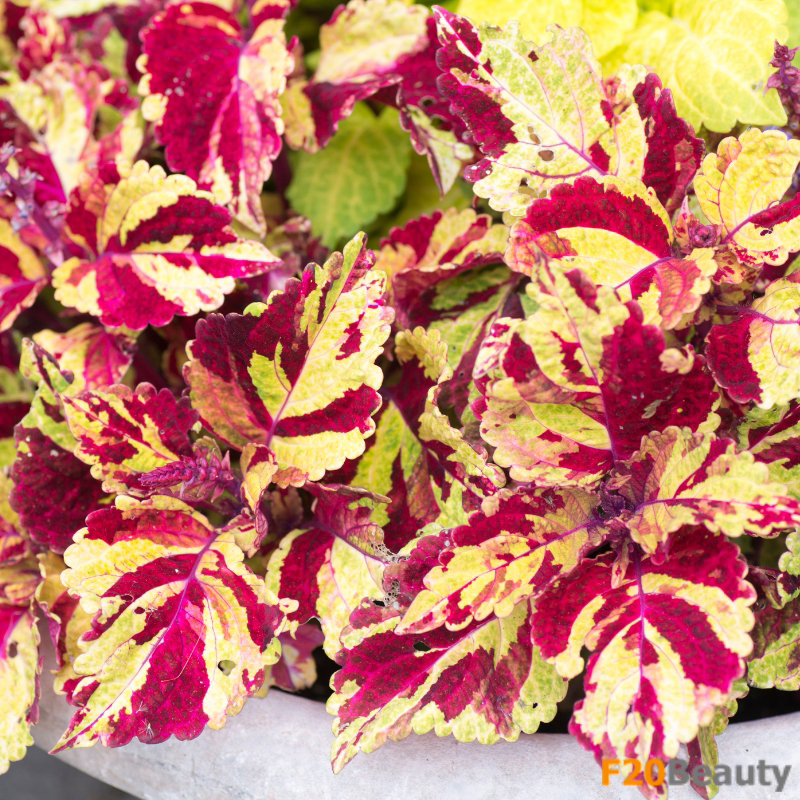 Cây Lá Gấm và quá trình phát triển từ hạt giống đến cây trưởng thành