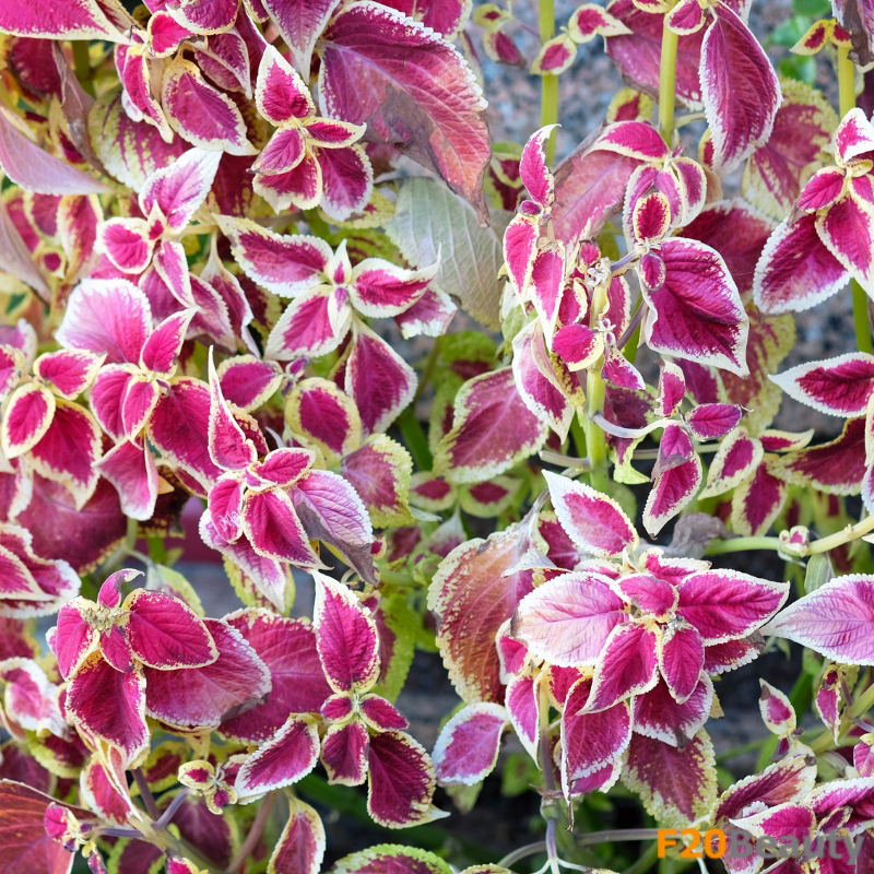 Khoảnh khắc đẹp: Hình ảnh đầy màu sắc của cây Lá Gấm