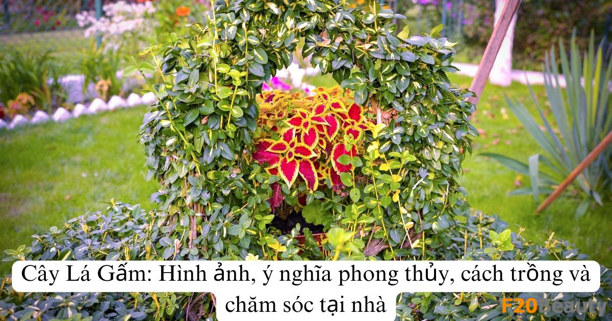 Cây Lá Gấm: Hình ảnh, ý nghĩa phong thủy, cách trồng và chăm sóc tại nhà