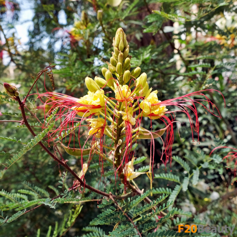 Ý nghĩa phong thủy của cây Điệp Vàng và cách nó tạo ảnh hưởng đến không gian sống