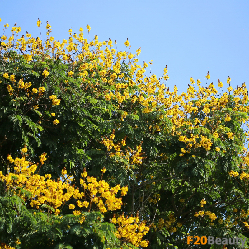 Quá trình phát triển từ hạt giống đến cây trưởng thành của cây Điệp Vàng