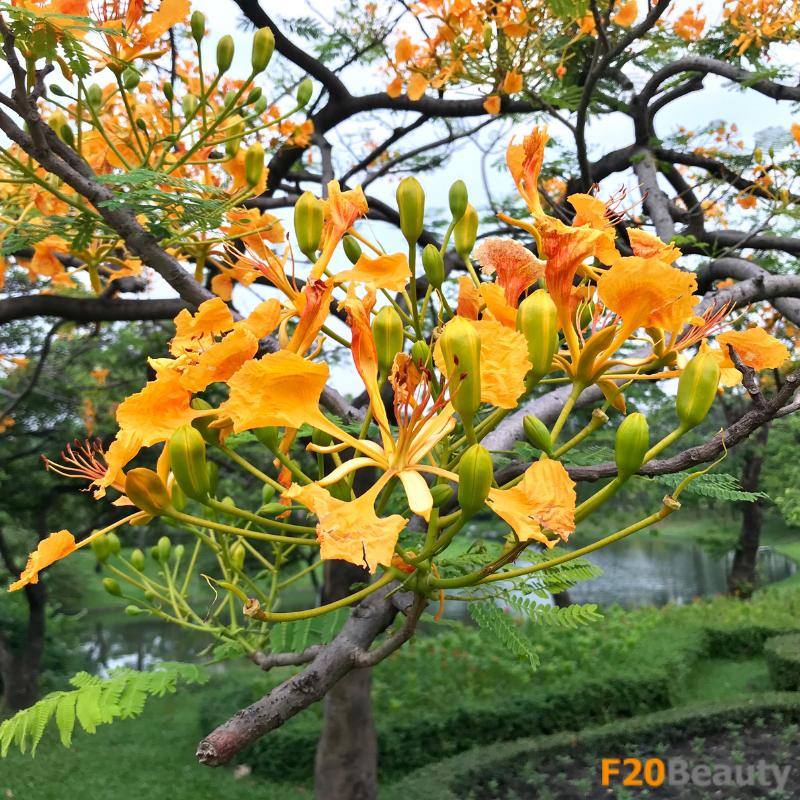 Đặc điểm phân biệt và sự đa dạng trong các loại cây có ý nghĩa phong thủy, bao gồm cây Điệp Vàng