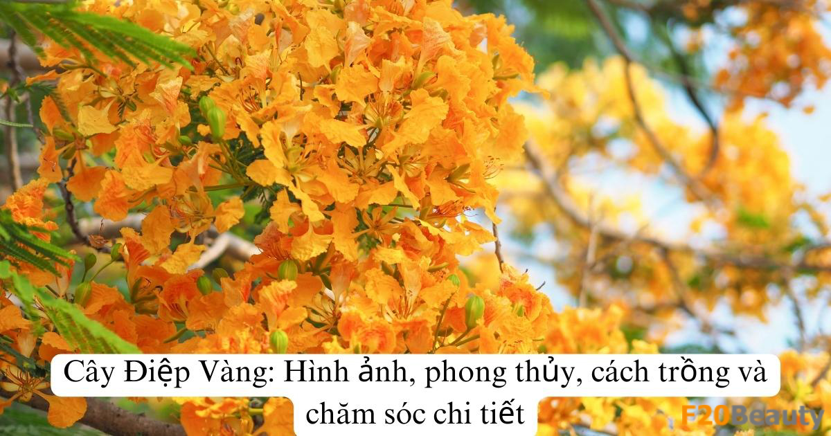 Cây Điệp Vàng: Hình ảnh, phong thủy, cách trồng và chăm sóc chi tiết