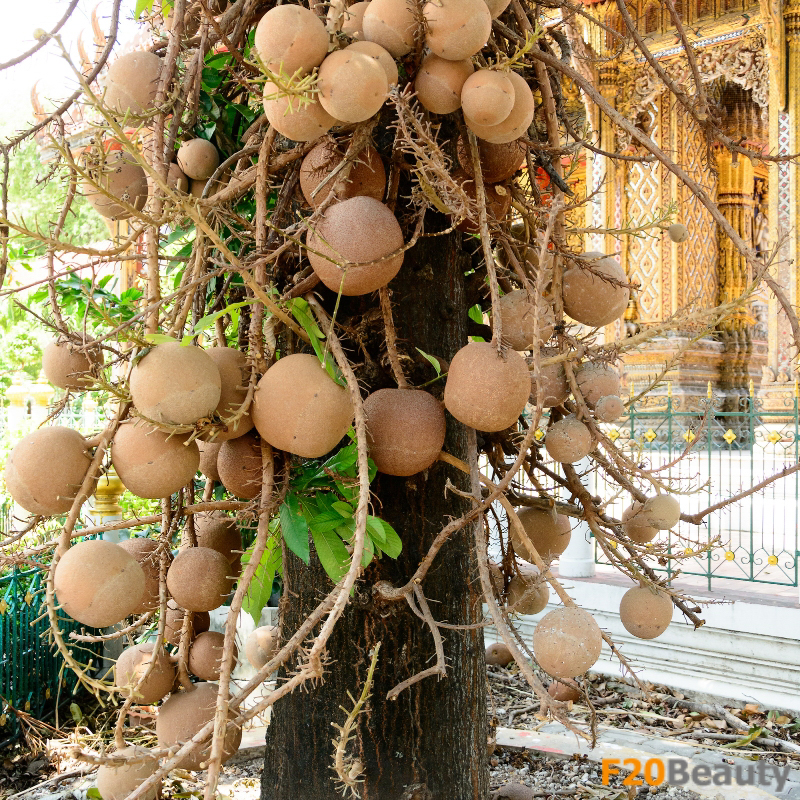 Trái của cây sala