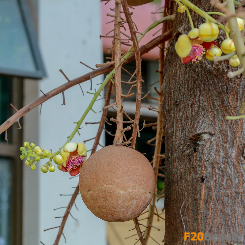 Quá trình phát triển của cây Sala từ hạt giống đến cây trưởng thành