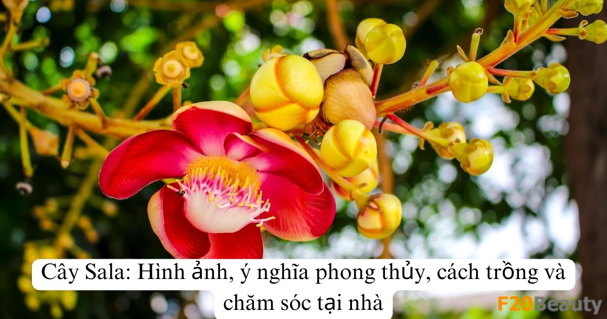 Cây Sala: Hình ảnh, ý nghĩa phong thủy, cách trồng và chăm sóc tại nhà