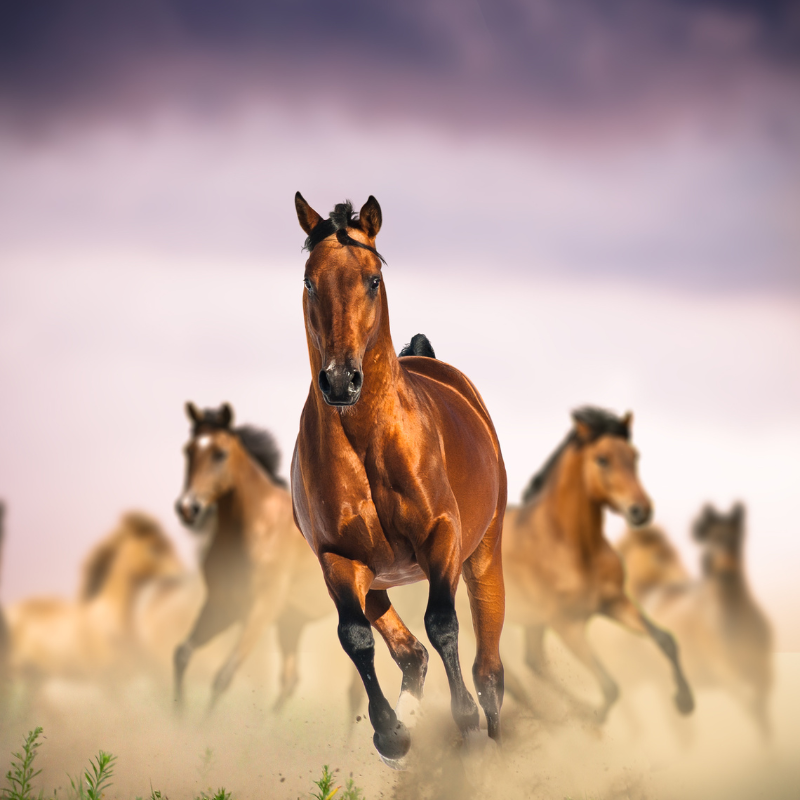 Ý nghĩa câu chúc bát mã truy phong và mã đáo thành công và tìm hiểu về sức mạnh tiềm tàng