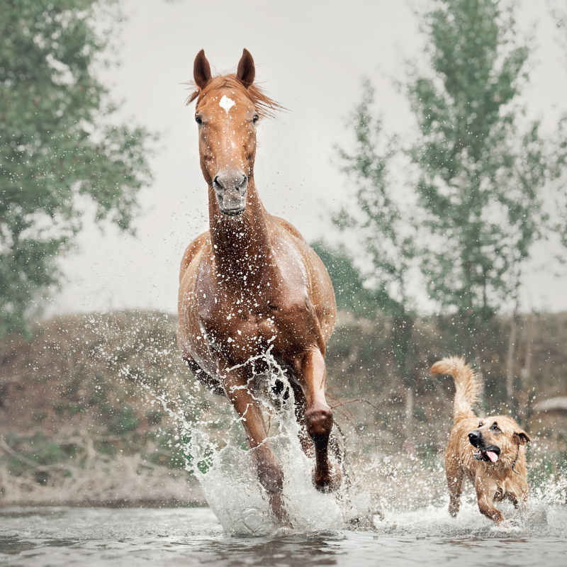 Khám phá 'Ý nghĩa câu chúc bát mã truy phong và mã đáo thành công' để biết cách tận dụng những câu chúc truyền thống này
