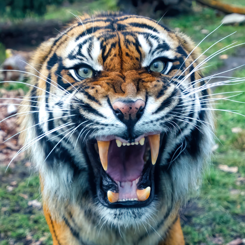 Tìm hiểu cách tận dụng tối đa sức mạnh của tượng Hổ trong không gian sống