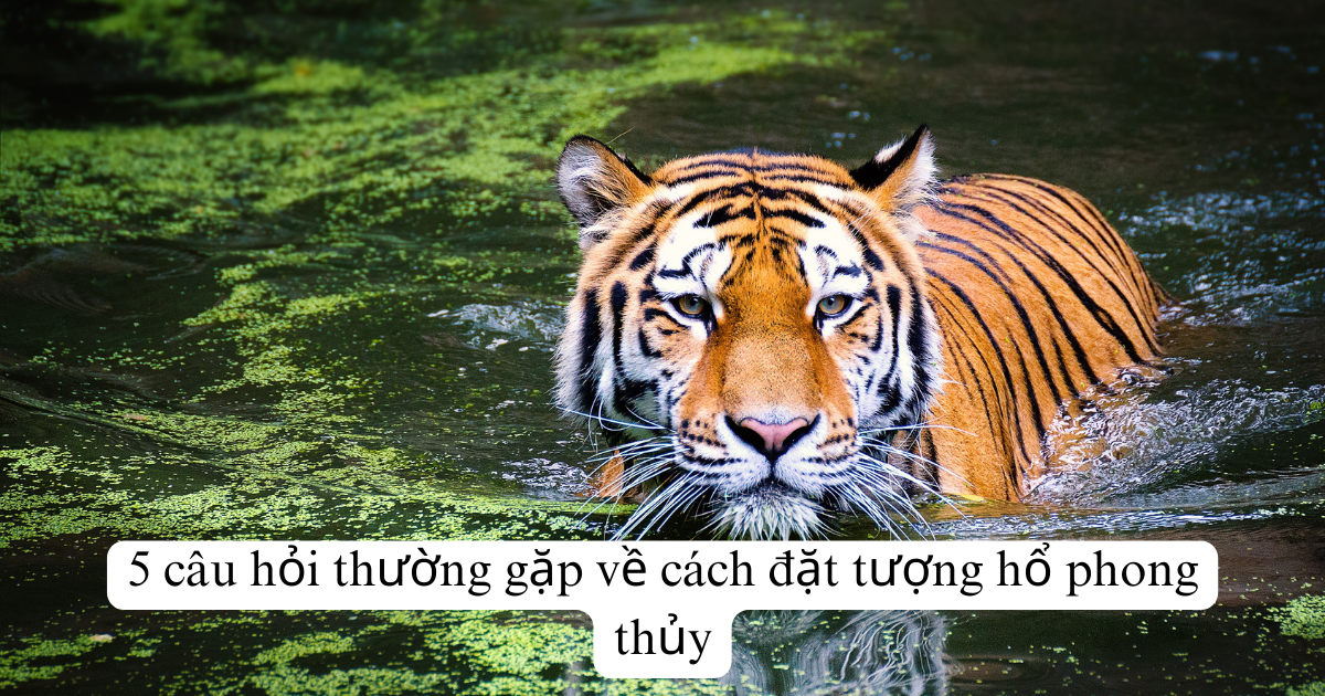 5 câu hỏi thường gặp về cách đặt tượng hổ phong thủy