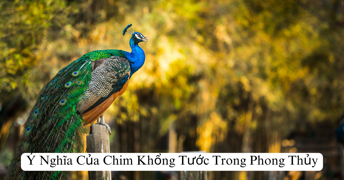 Ý Nghĩa Của Chim Khổng Tước Trong Phong Thủy
