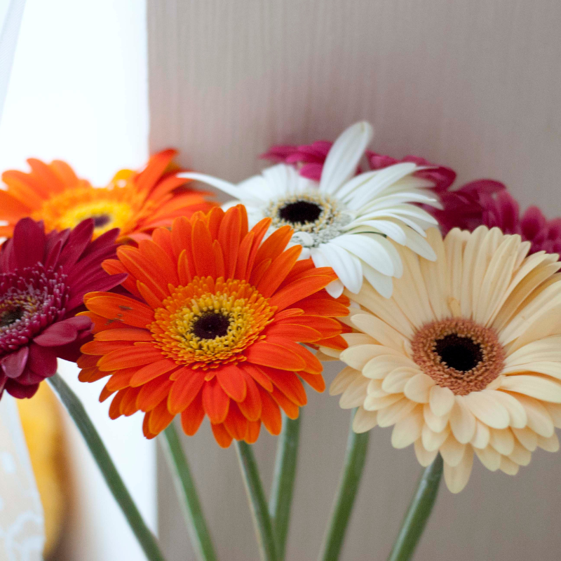 Hoa đồng tiền - Tìm hiểu về loài hoa thần kỳ mang ý nghĩa tài lộc