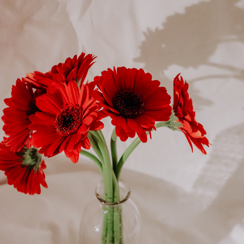 Hoa đồng tiền - Thủy sinh vật cảnh độc đáo để trang trí không gian sống