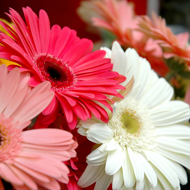 Hoa đồng tiền - Bí quyết vàng để tăng cường năng lượng thu hút tài lộc