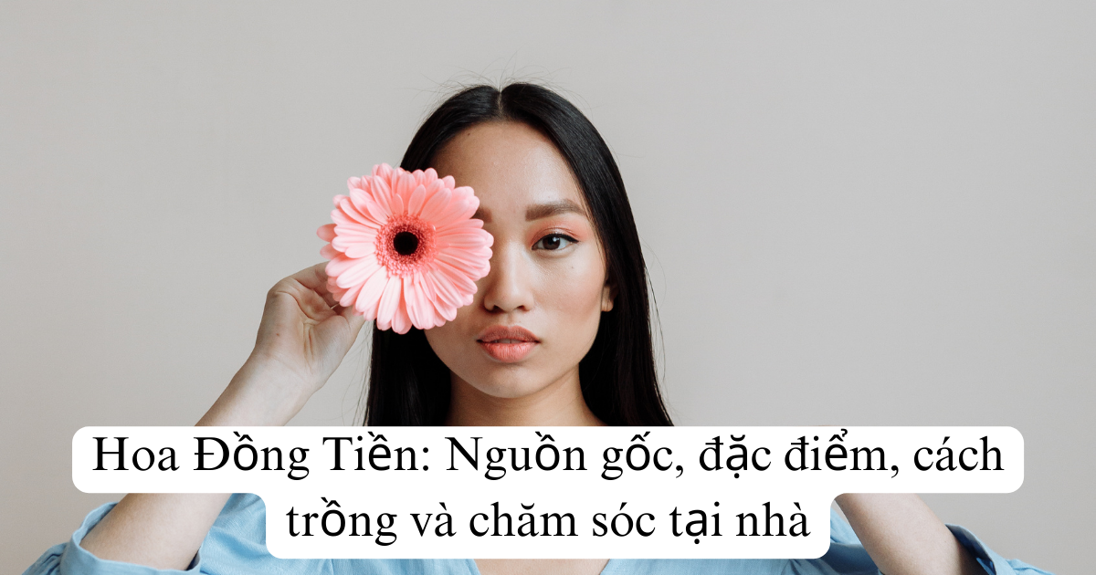 Hoa Đồng Tiền: Nguồn gốc, đặc điểm, cách trồng và chăm sóc tại nhà