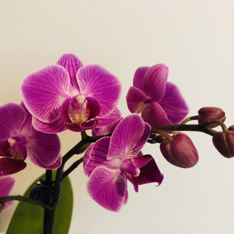 Hoa lan - Hướng dẫn chăm sóc và trồng lan cho người mới bắt đầu