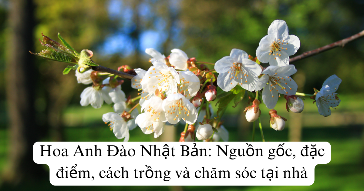 Hoa Anh Đào Nhật Bản: Nguồn gốc, đặc điểm, cách trồng và chăm sóc tại nhà