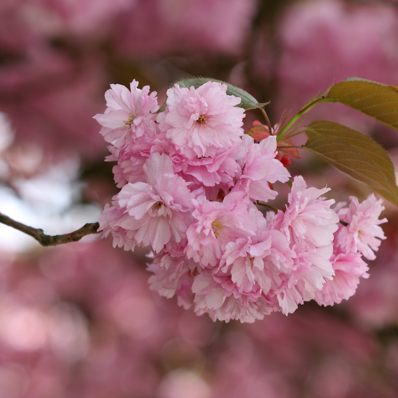 Hoa Anh Đào Nhật Bản - Hương thơm dịu nhẹ và vẻ đẹp tinh khôi của mùa xuân