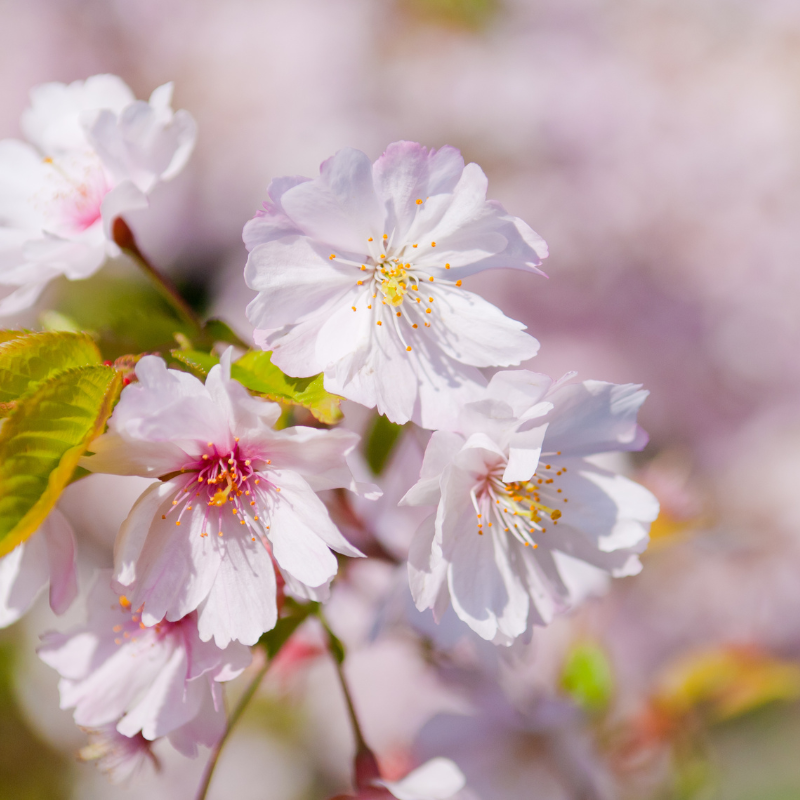 Hoa Anh Đào Nhật Bản - Đắm mình trong màu hồng tuyệt đẹp của mùa hanami
