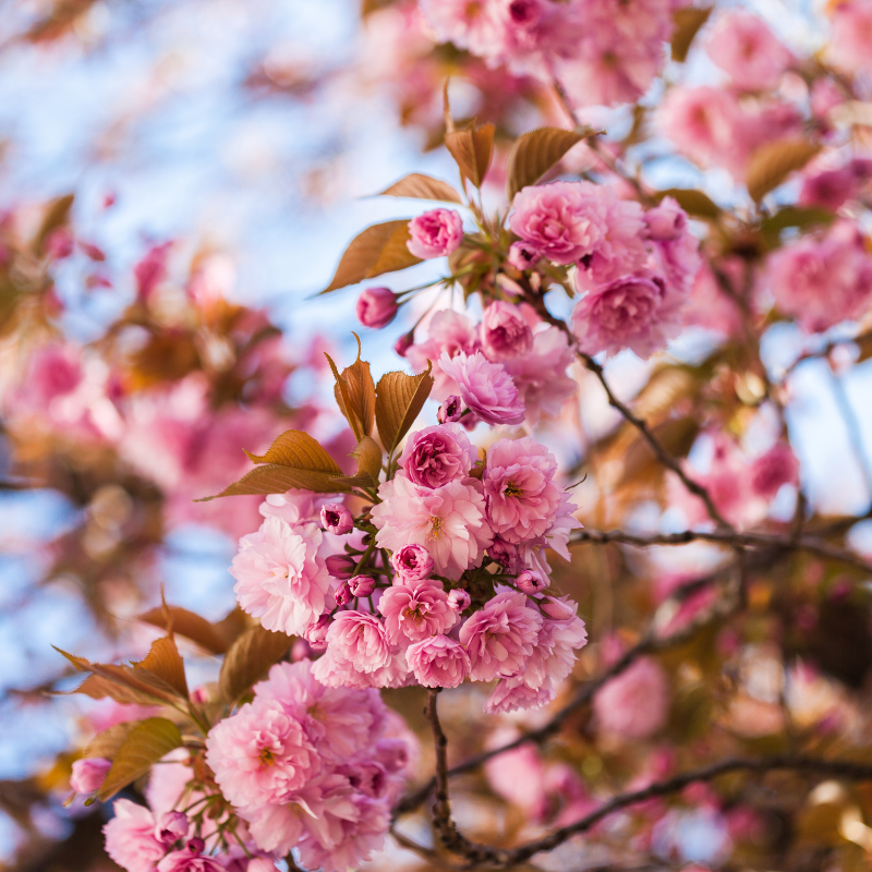 Hoa Anh Đào Nhật Bản - Cách chăm sóc và trồng thành công trong khí hậu khác nhau