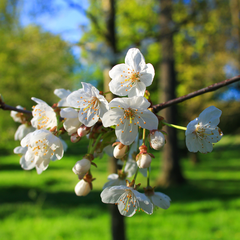 Hoa Anh Đào Nhật Bản - Tìm hiểu về lịch sử và ý nghĩa trong văn hóa Nhật Bản