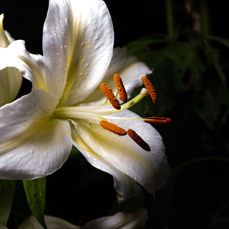 Hoa Bạch Mẫu Đơn - Vẻ đẹp thanh tao và sự tinh khiết của hoa cổ điển