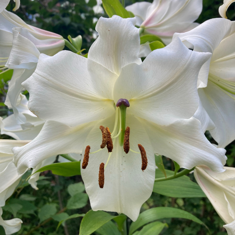 Hoa Bạch Mẫu Đơn - Ý nghĩa tâm linh và biểu tượng của tình yêu chân thành